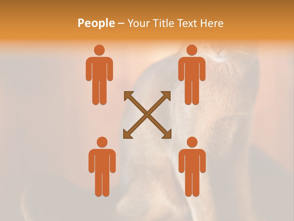 Abyssinian Cat PowerPoint Template