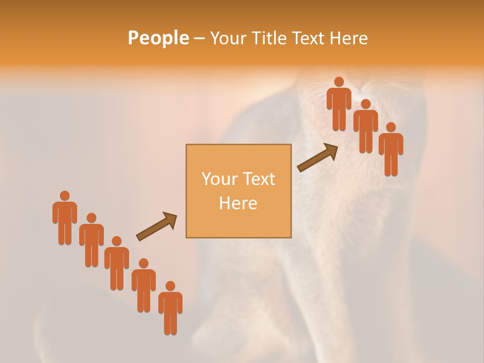 Abyssinian Cat PowerPoint Template