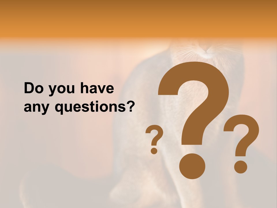 Abyssinian Cat PowerPoint Template