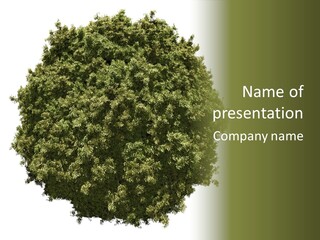 Concept Ball Fronded PowerPoint Template