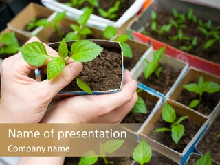 Vegetable Narrow Spring PowerPoint Template