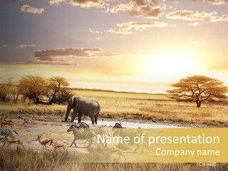African Savanna PowerPoint Template