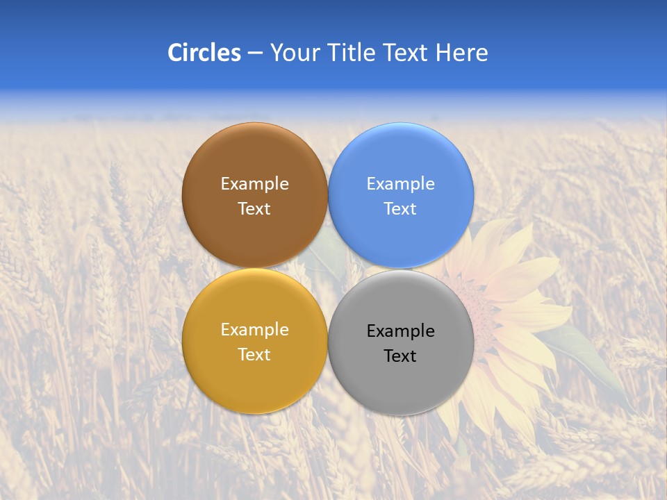 Sunflower And Wheat PowerPoint Template