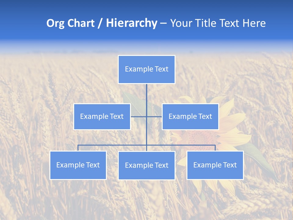 Sunflower And Wheat PowerPoint Template