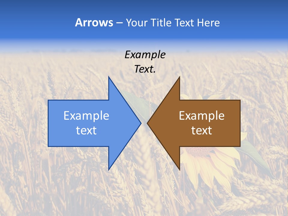Sunflower And Wheat PowerPoint Template
