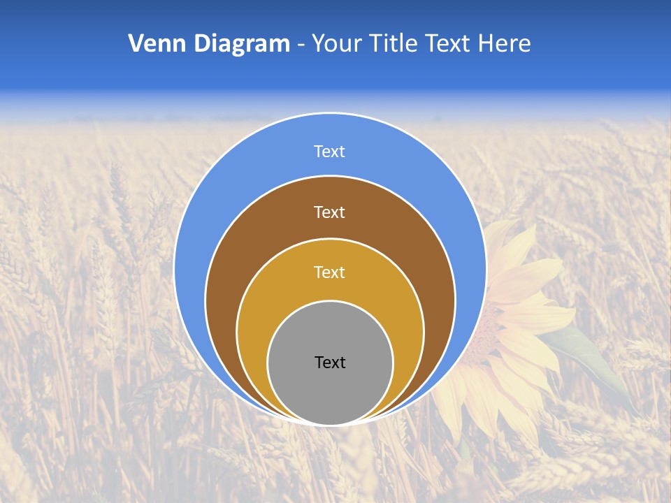 Sunflower And Wheat PowerPoint Template
