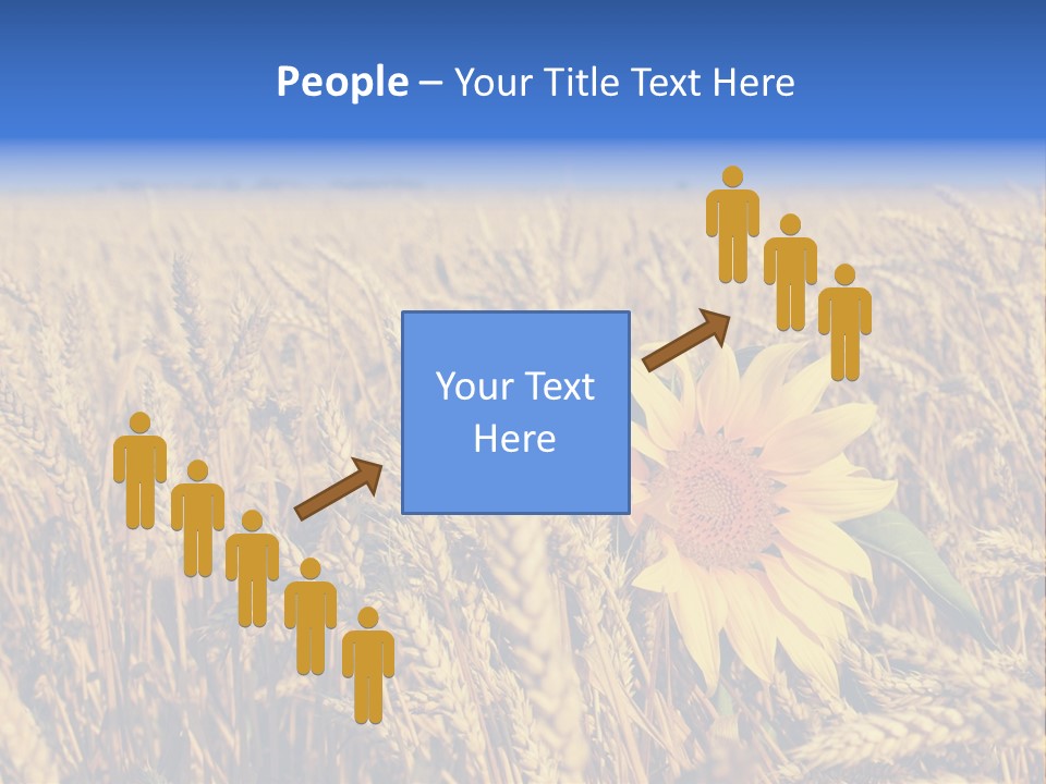 Sunflower And Wheat PowerPoint Template