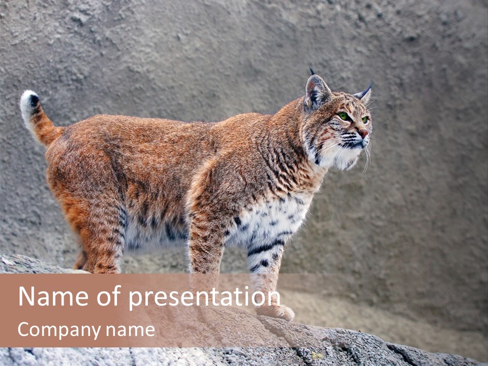 Rode Lynx PowerPoint Template
