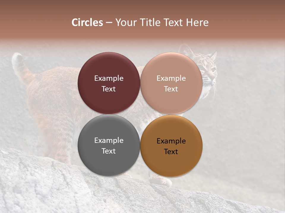 Rode Lynx PowerPoint Template