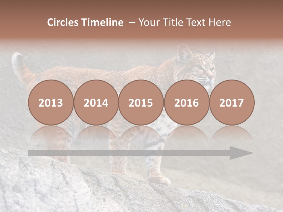Rode Lynx PowerPoint Template