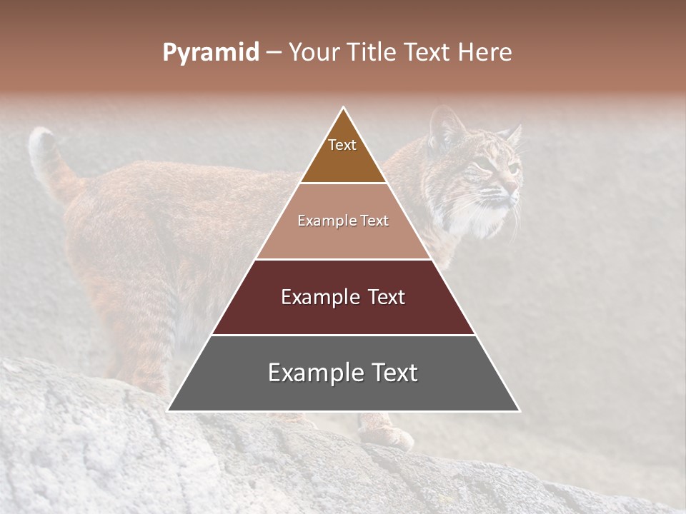 Rode Lynx PowerPoint Template
