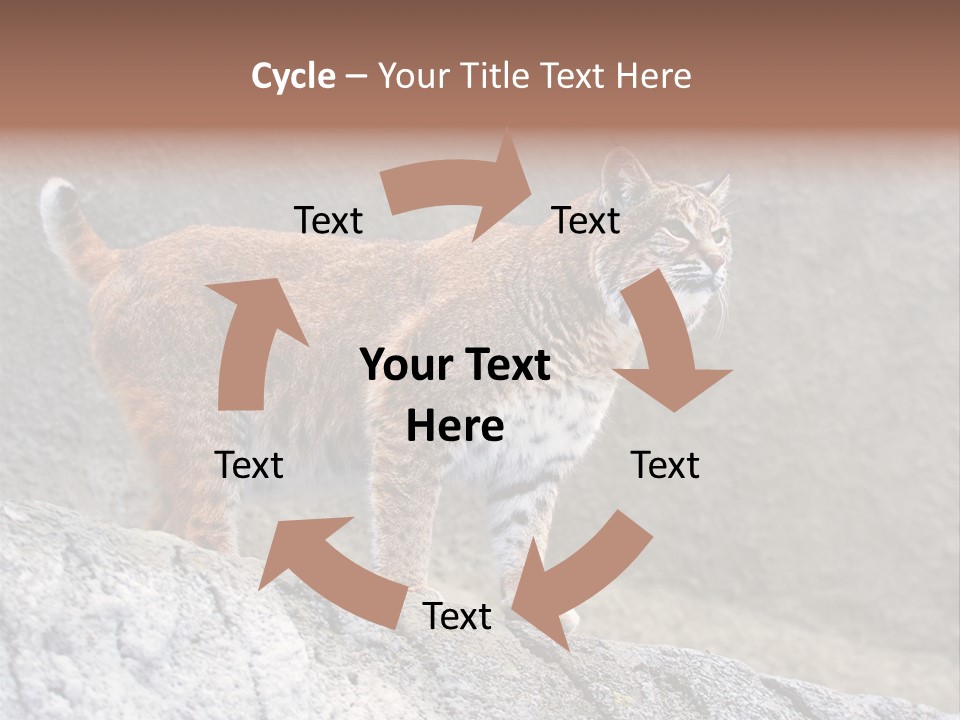 Rode Lynx PowerPoint Template