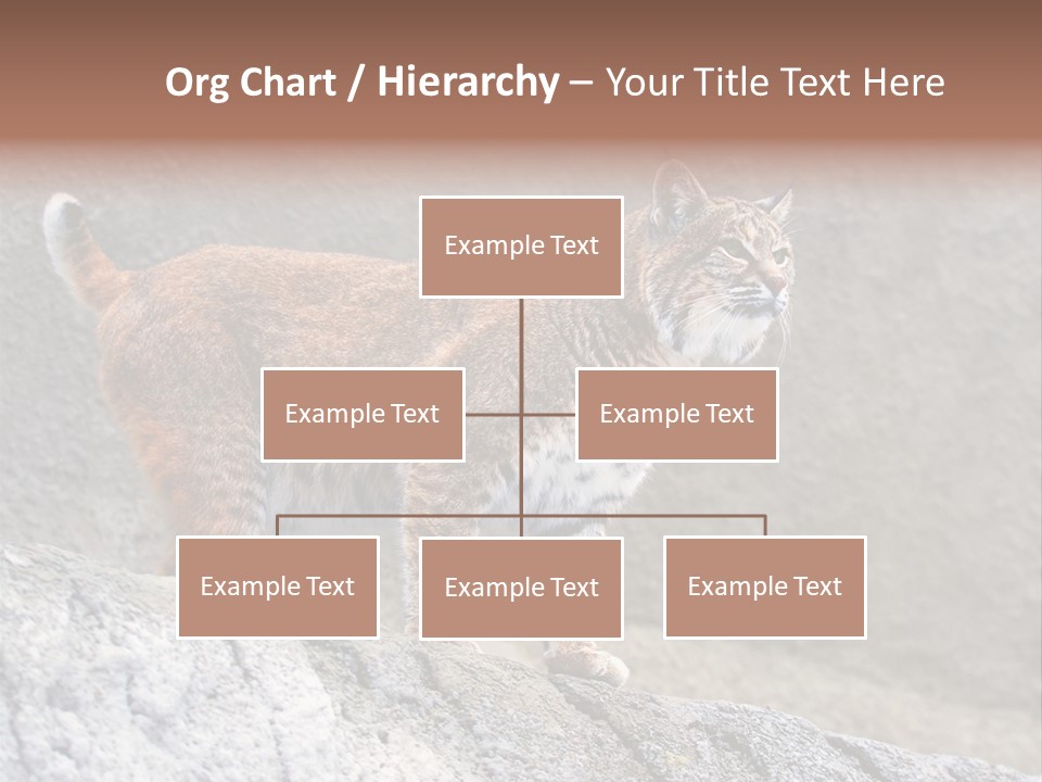 Rode Lynx PowerPoint Template