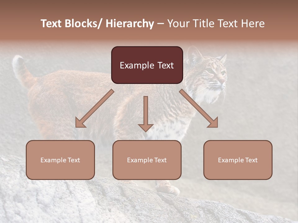 Rode Lynx PowerPoint Template