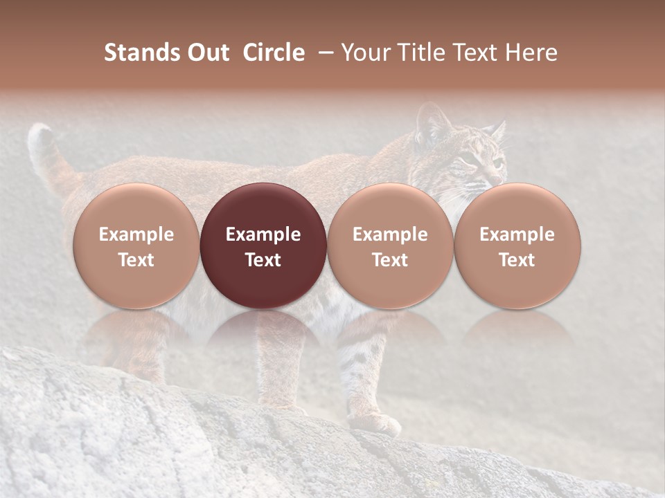 Rode Lynx PowerPoint Template