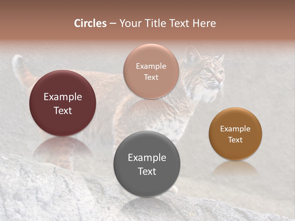 Rode Lynx PowerPoint Template