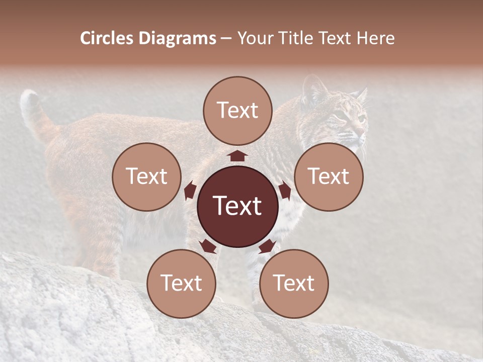 Rode Lynx PowerPoint Template