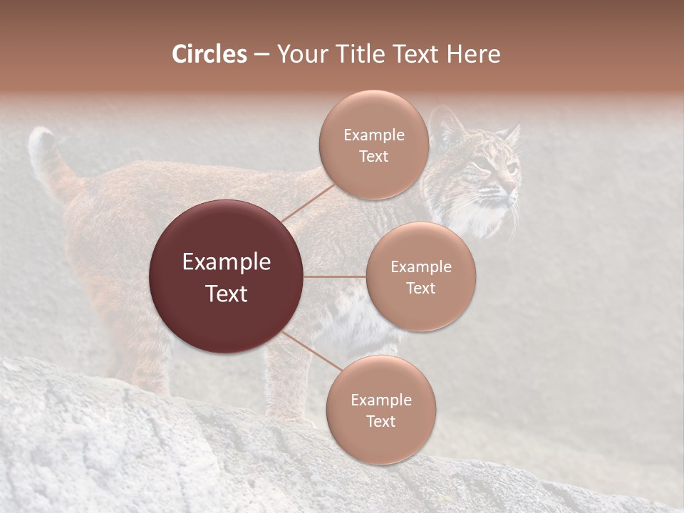 Rode Lynx PowerPoint Template