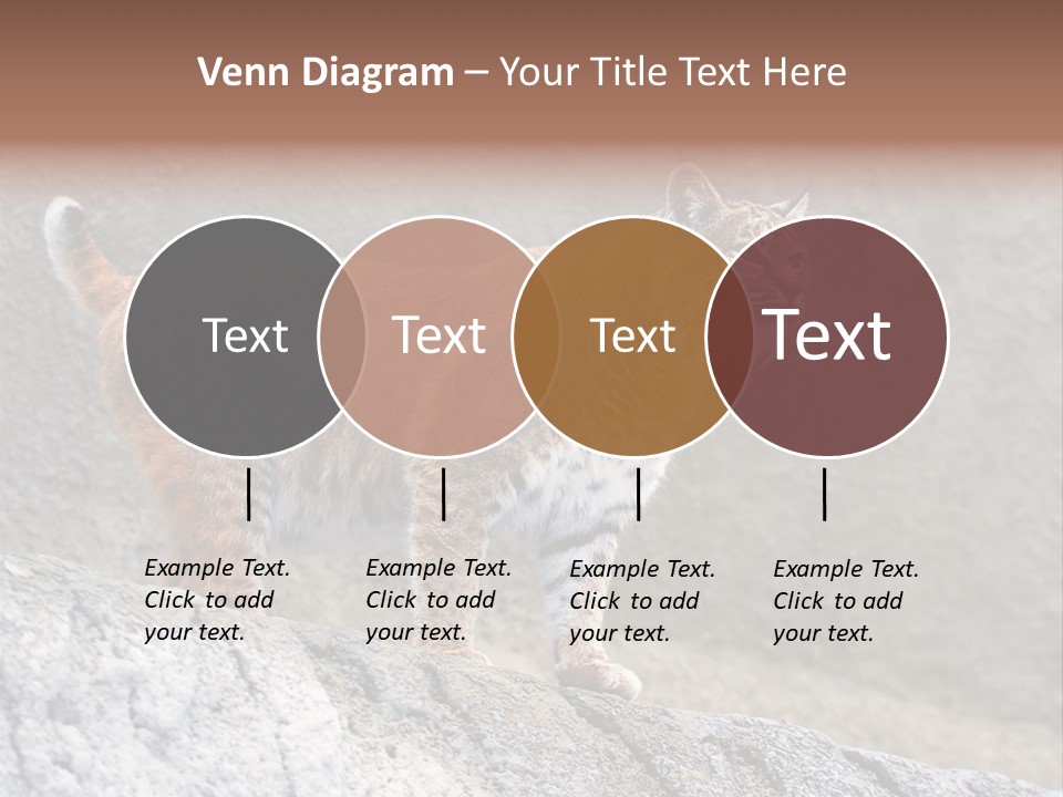 Rode Lynx PowerPoint Template