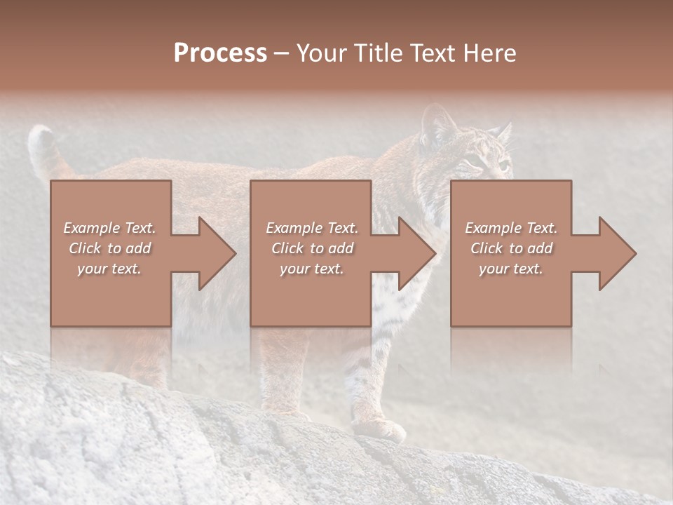 Rode Lynx PowerPoint Template