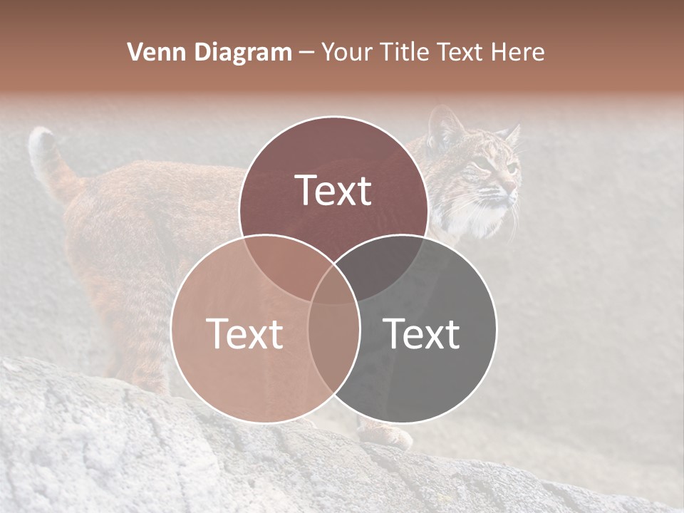 Rode Lynx PowerPoint Template