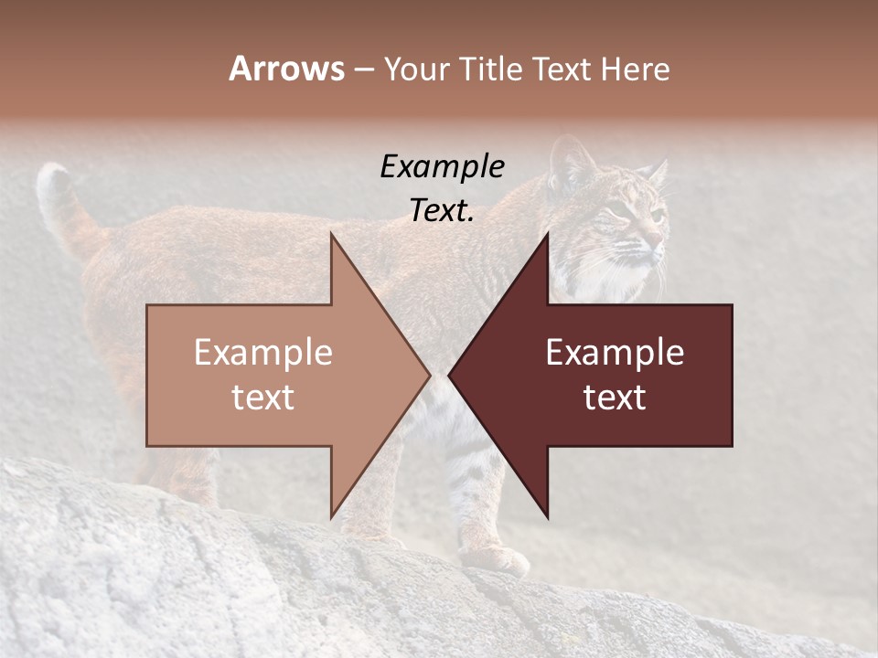 Rode Lynx PowerPoint Template