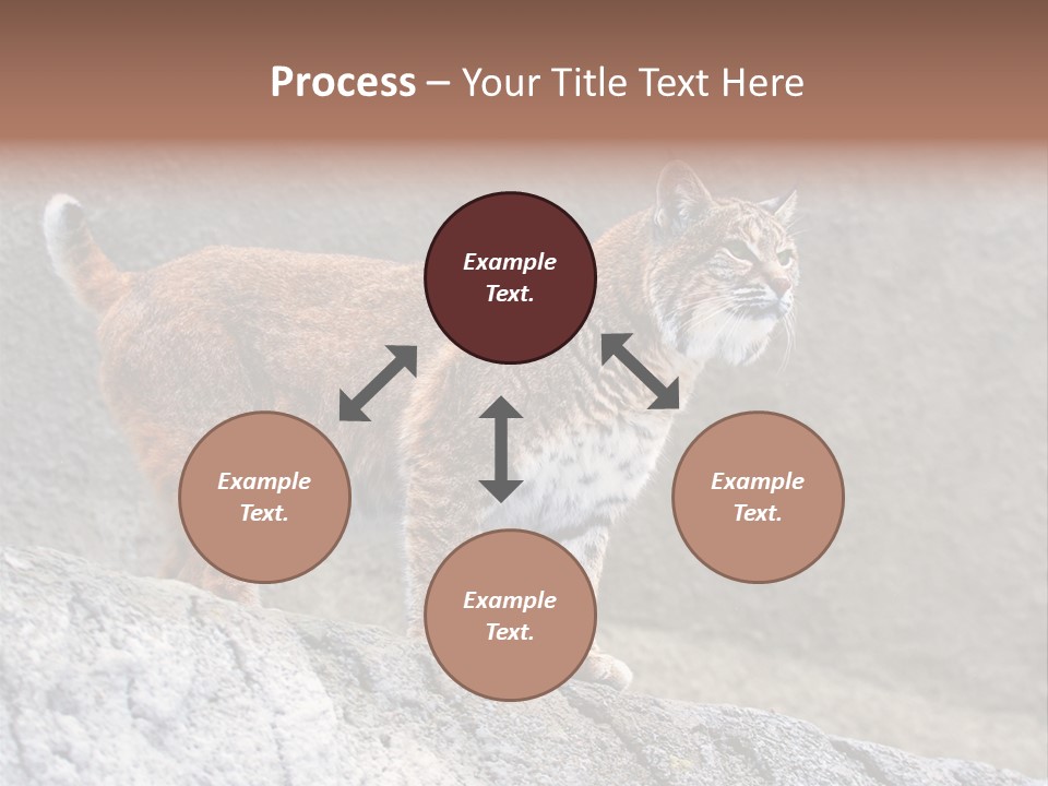 Rode Lynx PowerPoint Template