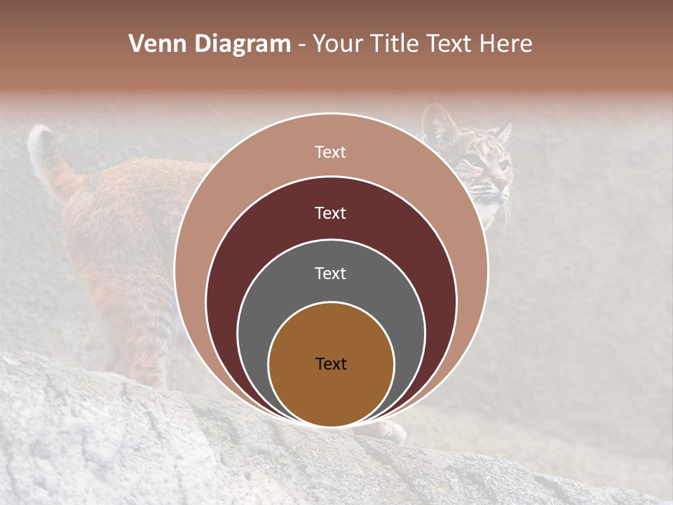 Rode Lynx PowerPoint Template