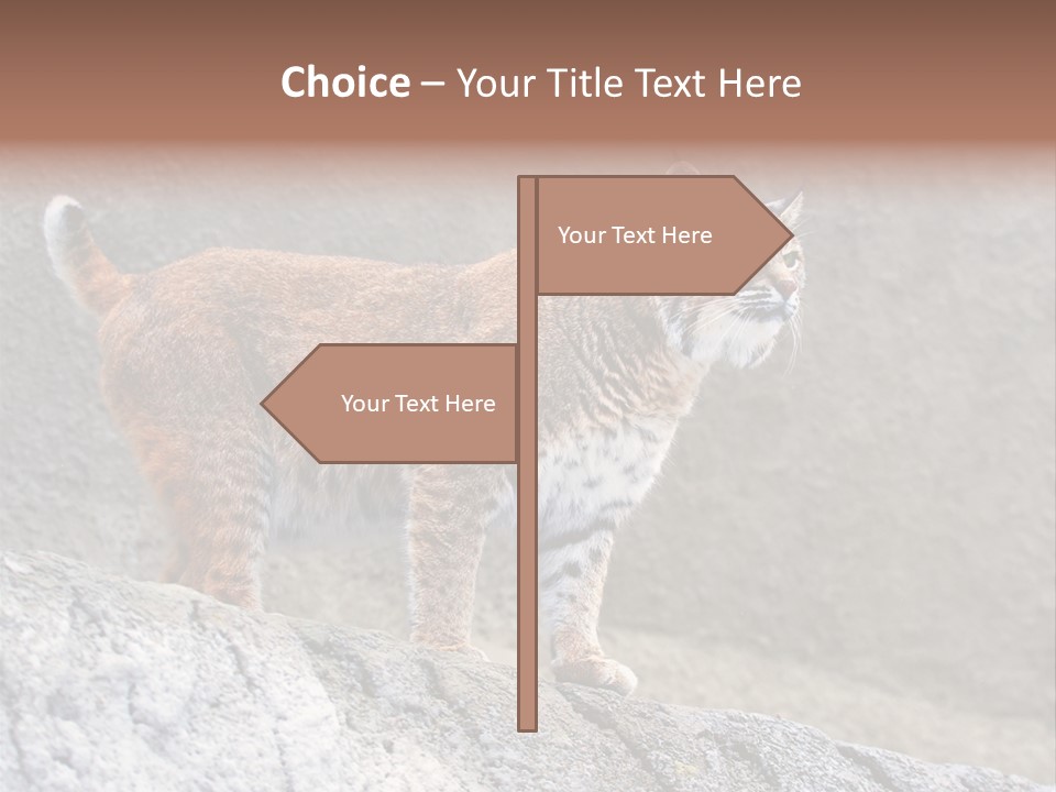 Rode Lynx PowerPoint Template