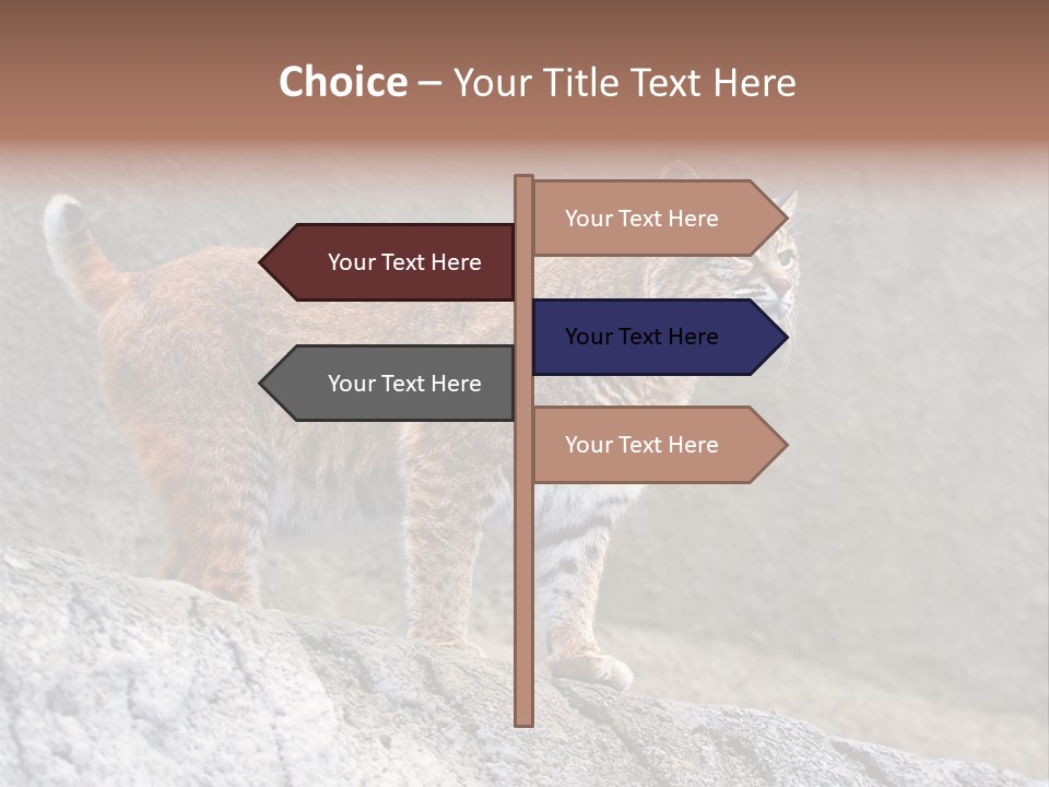 Rode Lynx PowerPoint Template
