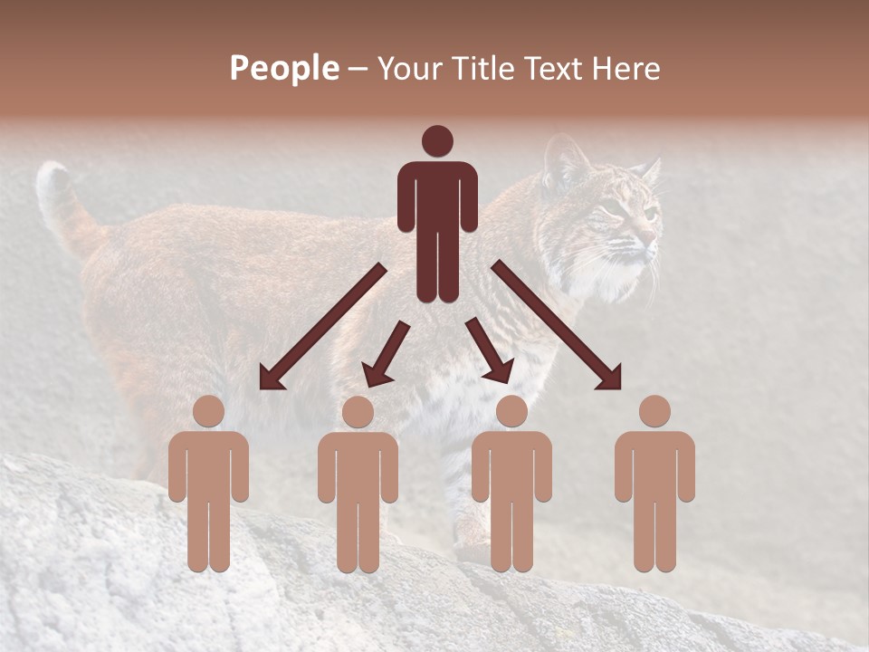 Rode Lynx PowerPoint Template