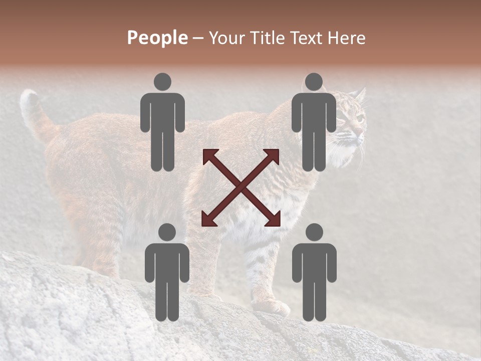 Rode Lynx PowerPoint Template