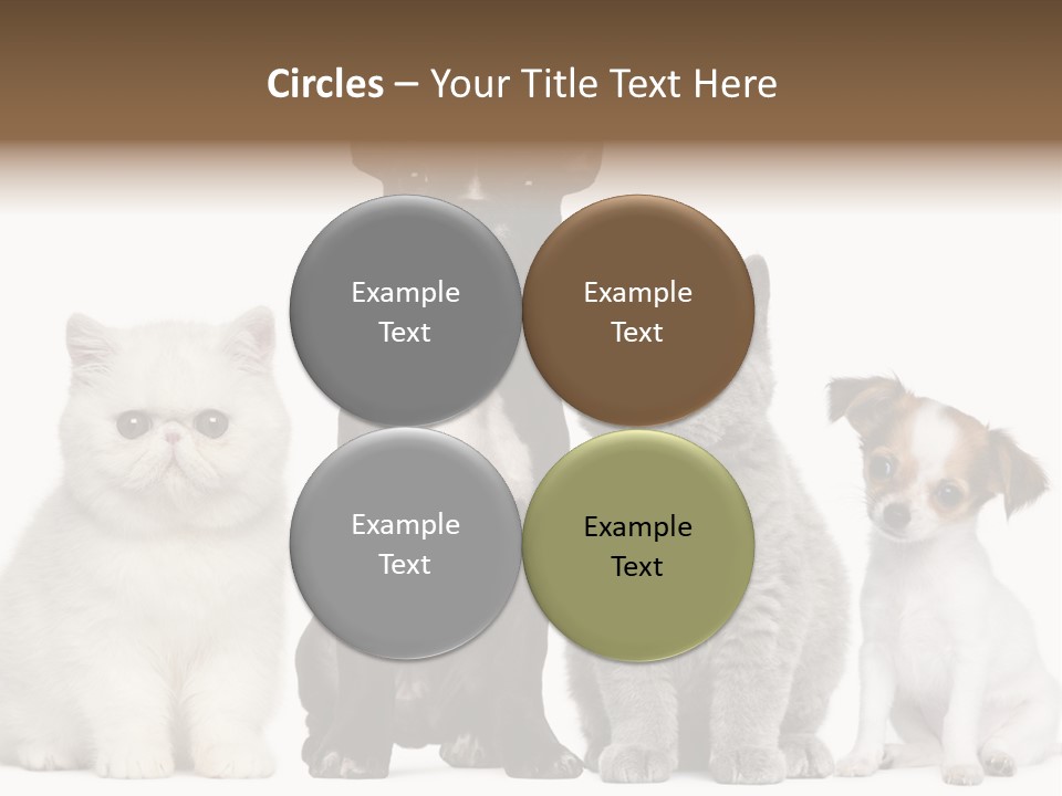 White Animal Mammal PowerPoint Template