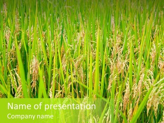 Rice Paddy PowerPoint Template