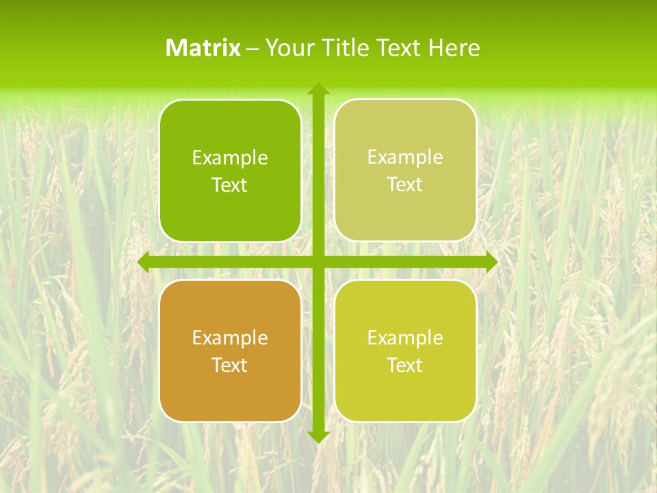 Rice Paddy PowerPoint Template