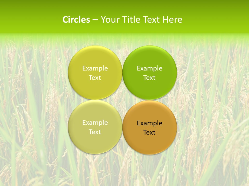 Rice Paddy PowerPoint Template