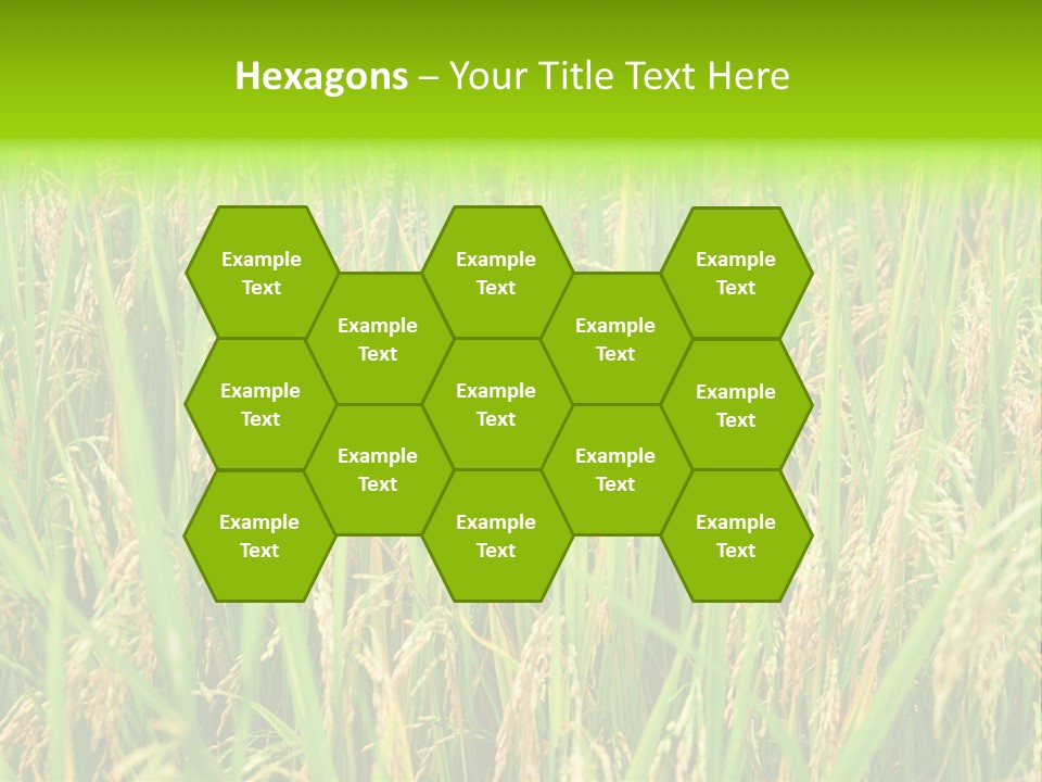 Rice Paddy PowerPoint Template