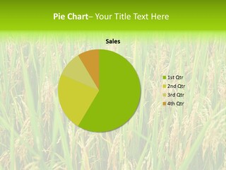Rice Paddy PowerPoint Template