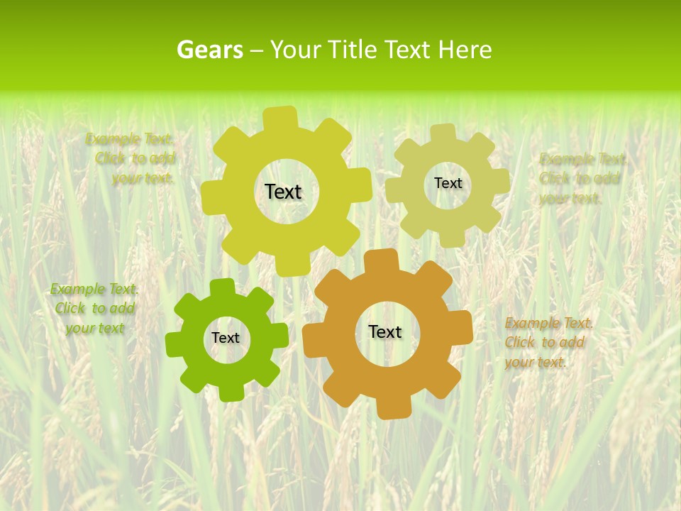 Rice Paddy PowerPoint Template
