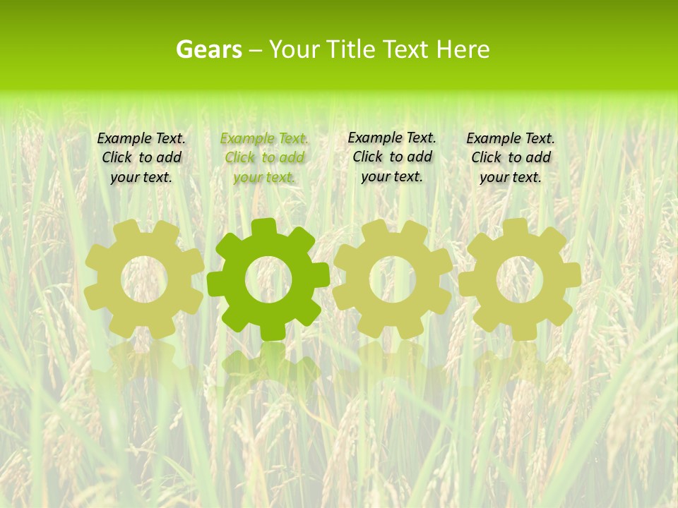 Rice Paddy PowerPoint Template