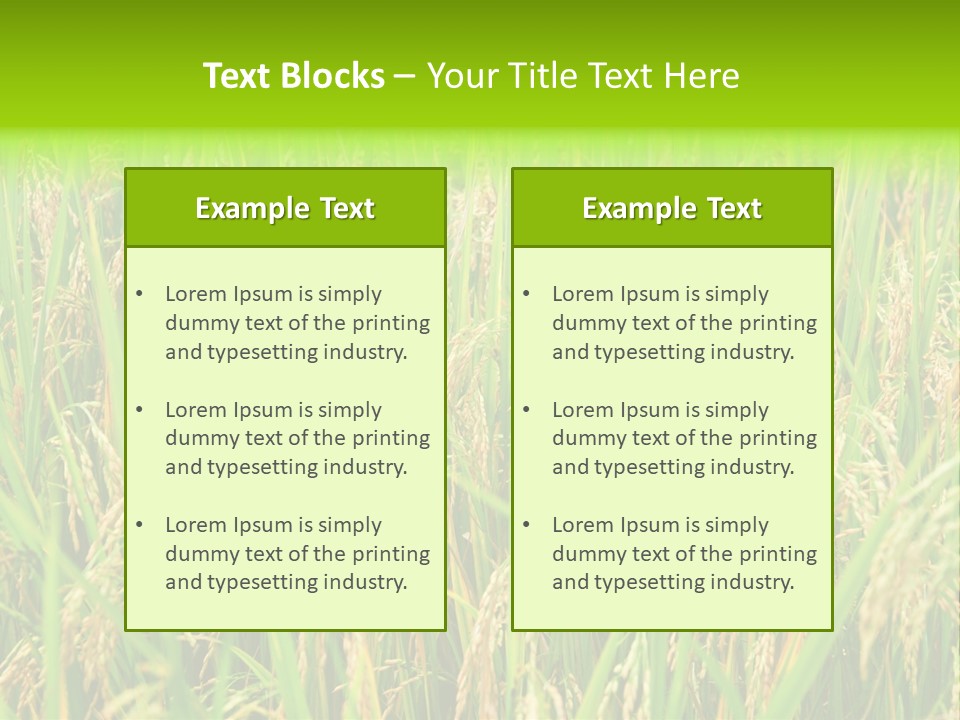 Rice Paddy PowerPoint Template