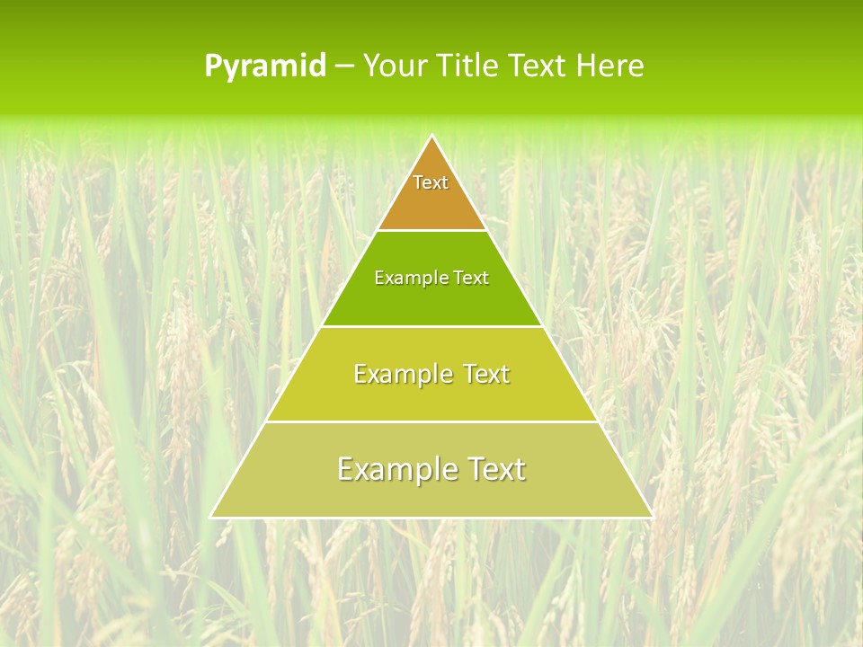 Rice Paddy PowerPoint Template