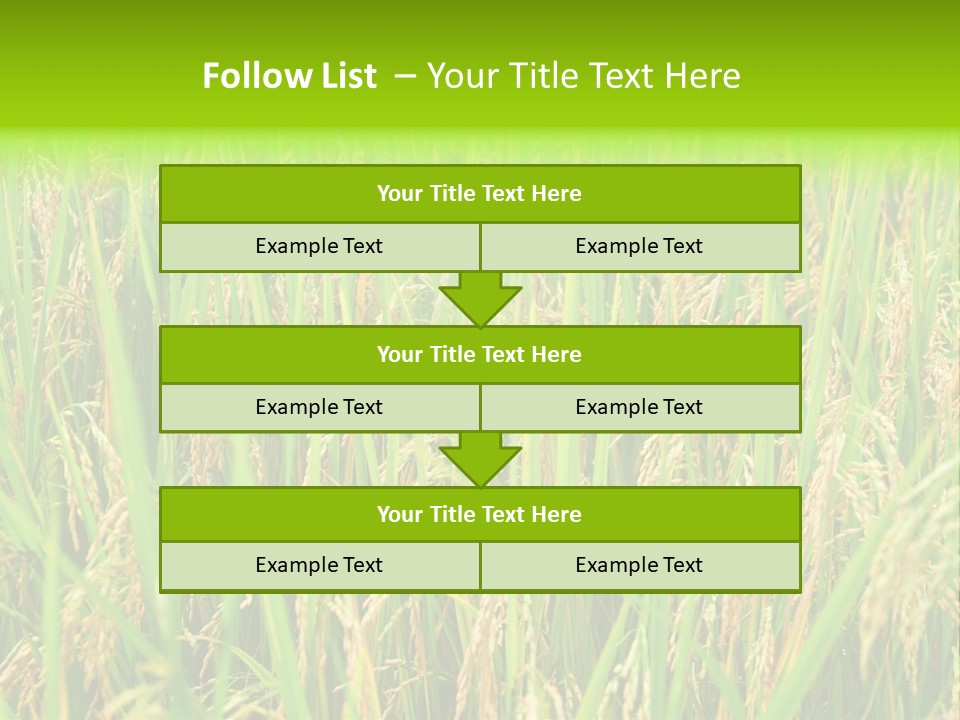 Rice Paddy PowerPoint Template