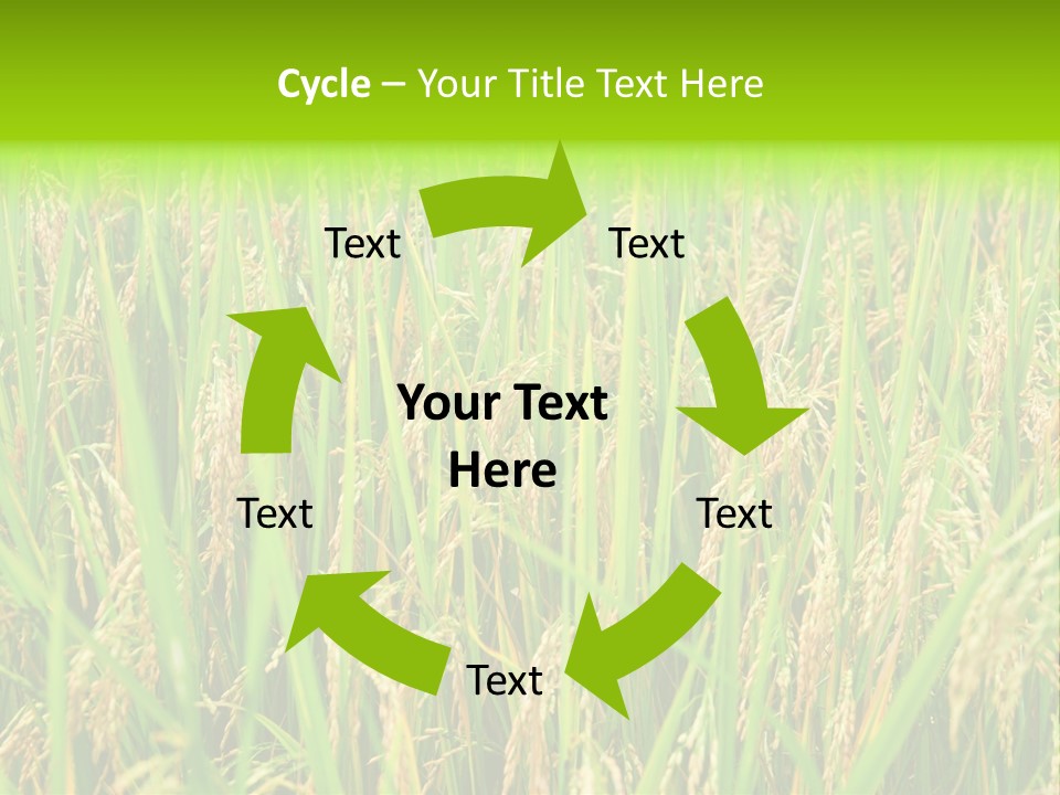Rice Paddy PowerPoint Template