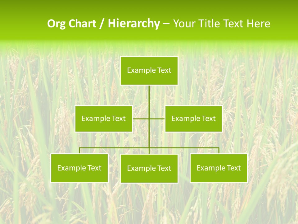 Rice Paddy PowerPoint Template