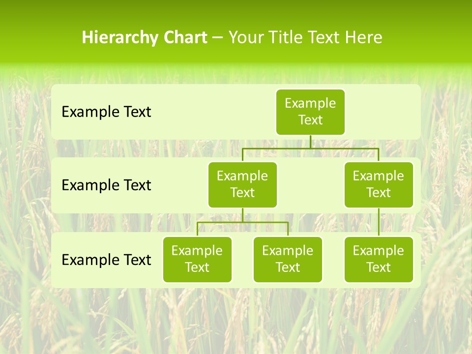 Rice Paddy PowerPoint Template