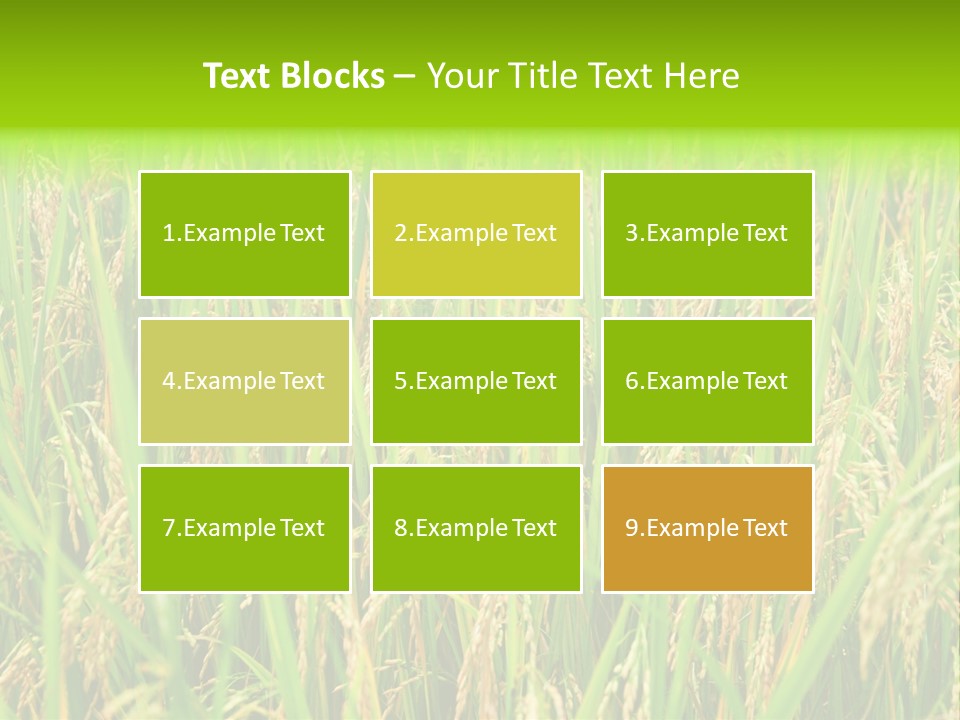 Rice Paddy PowerPoint Template