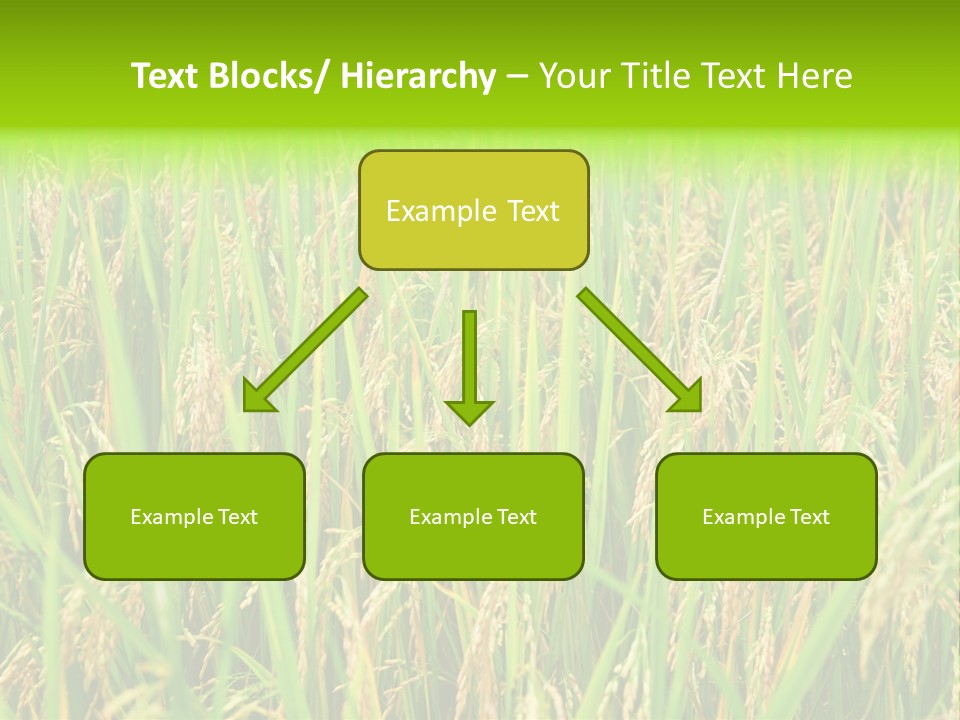 Rice Paddy PowerPoint Template