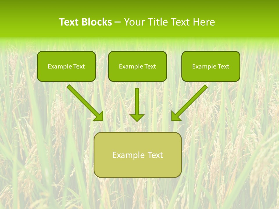 Rice Paddy PowerPoint Template