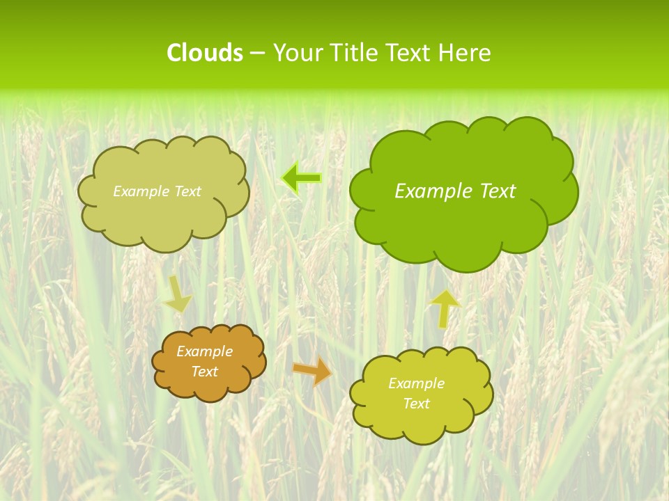 Rice Paddy PowerPoint Template